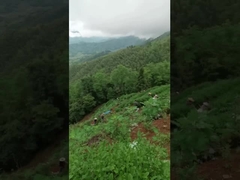 μουσική τσαγιού